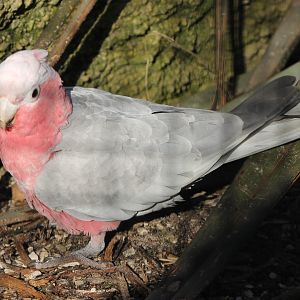Galah