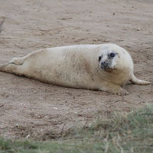 Baby Seal Pup