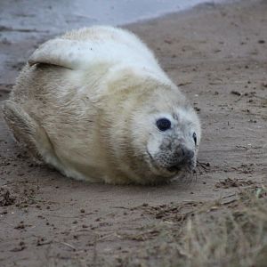 Seal Pup