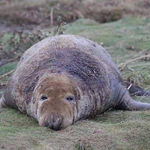 Grey Seal