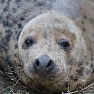 Grey Seal