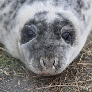 Grey Seal Pup