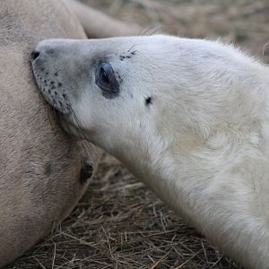 Seal Pup feeding off mother
