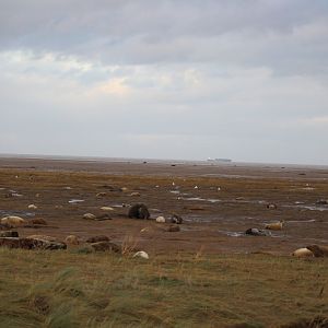 Donna Nook Nature Reserve
