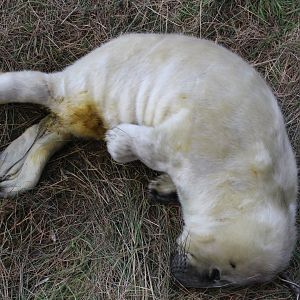 Newborn Baby Seal