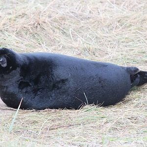 Young Grey Seal