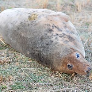Grey Seal