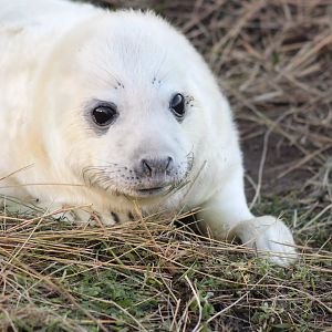 Seal Pup