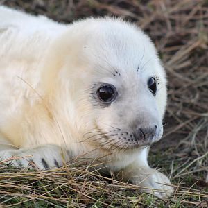 Smiling Baby Seal Pup