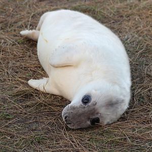 Seal Pup