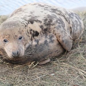 Mother Grey Seal
