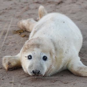 Baby Seal Pup