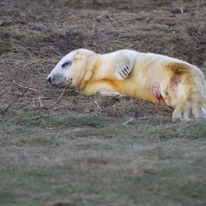New Born Baby Seal