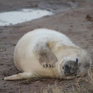 Baby Seal Pup