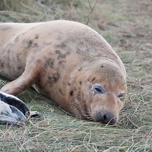 Sleeping Seal