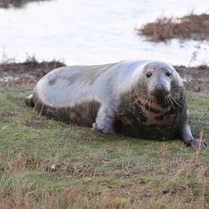 Mother Grey Seal