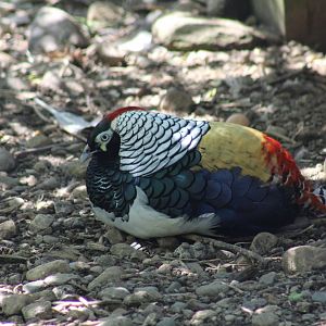 Lady Amherst's Pheasant