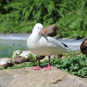 Ross's Goose