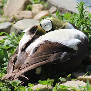 Spectacled Eider
