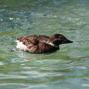 Long-Tailed Duck