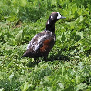 Harlequin Duck