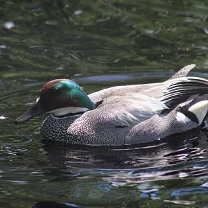 Falcated Teal