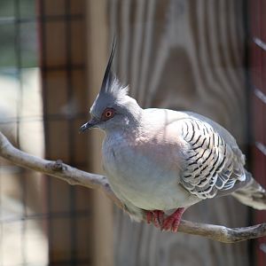 Crested Pigeon