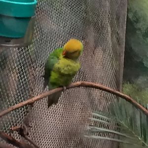 Olive-headed Lorikeet