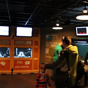 Electric Fishes exhibit