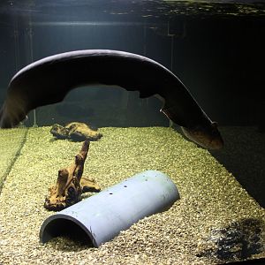 Electric eel exhibit