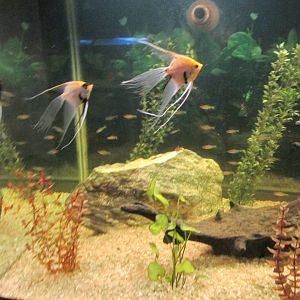 angelfish and tetras