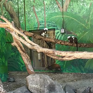 Tamarins and Agoutis.