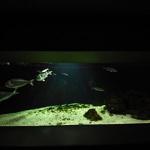 Mediterranean aquarium