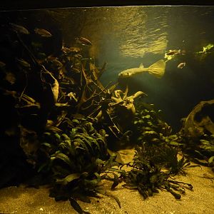 Congo aquarium