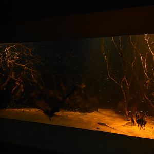 Amazon aquarium