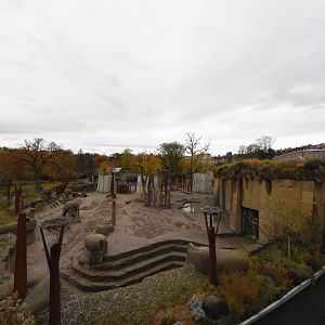 African elephant outdoors