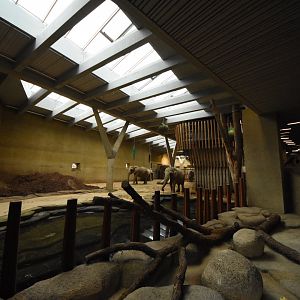 African elephant indoors