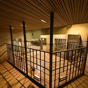 African elephant indoors