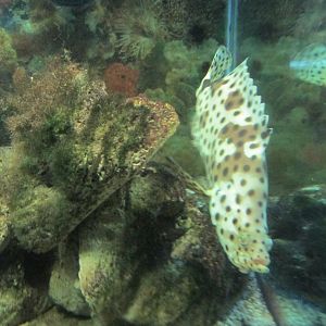 panther grouper