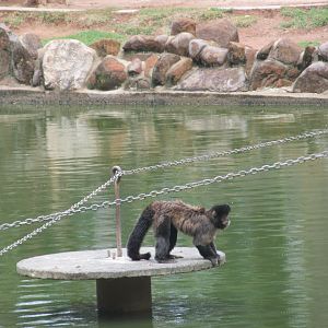 male brown capuchin monkey