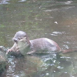 neotropical otter