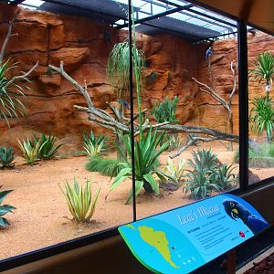 Parrot Paradise - Lear's Macaw exhibit