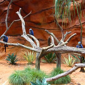 Parrot Paradise - Lear's Macaw exhibit