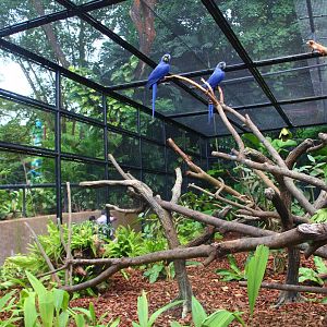 Parrot Paradise - Hyacinth Macaw exhibit