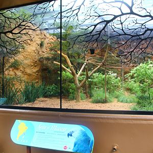 Parrot Paradise - Spix's Macaw exhibit