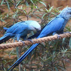 Parrot Paradise - Spix's Macaws