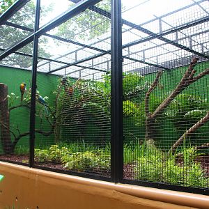 Parrot Paradise - Blue-throated Macaw exhibit