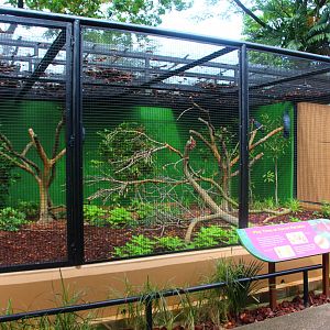 Parrot Paradise - Palm Cockatoo exhibit