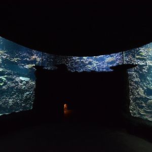 Living coral reef tank