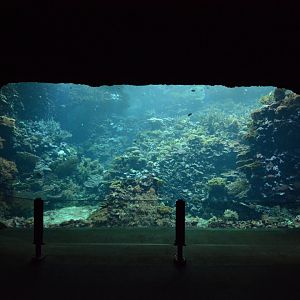 Living coral reef tank